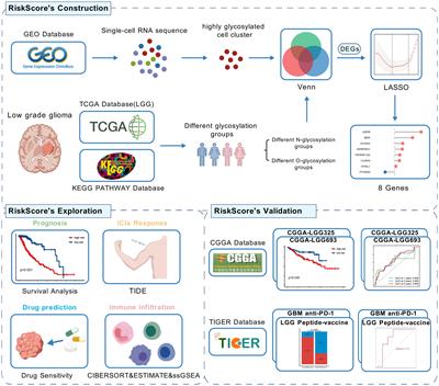 Application of a risk score model based on glycosylation-related genes in the prognosis and treatment of patients with low-grade glioma